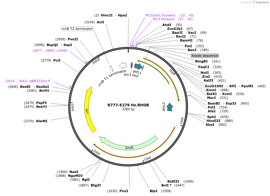 70563-plasmid-map-sequence-id-126012
