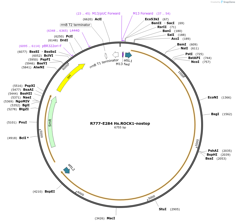 70568-plasmid-map-sequence-id-126017