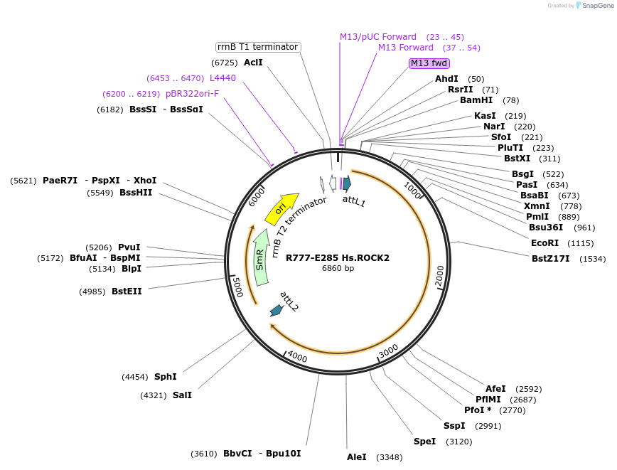 70569-plasmid-map-sequence-id-126018
