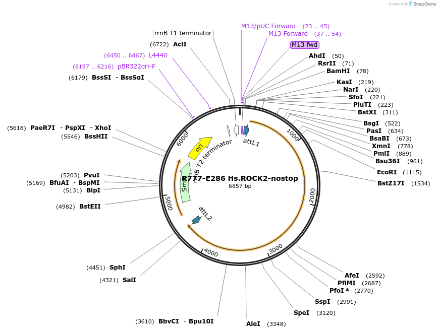 70570-plasmid-map-sequence-id-126019
