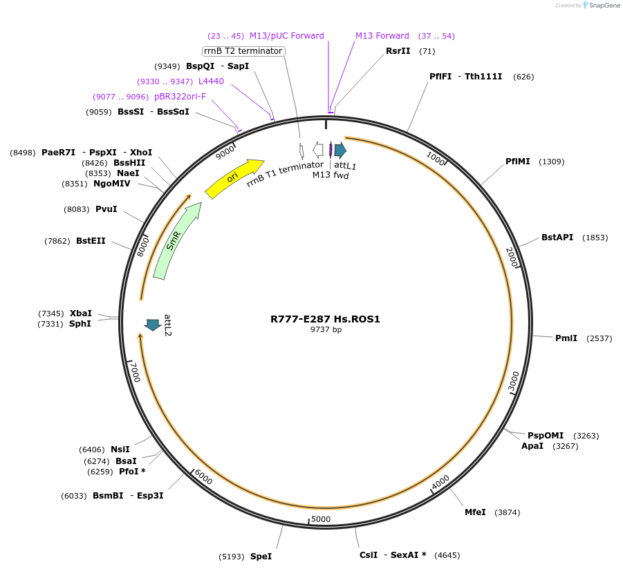 70571-plasmid-map-sequence-id-126020