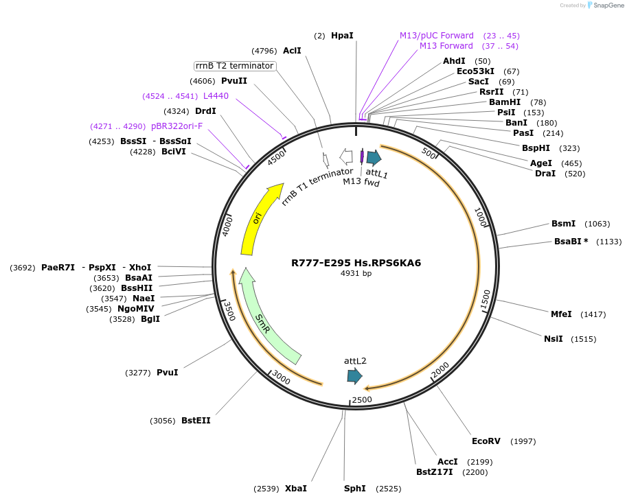 70579-plasmid-map-sequence-id-126028