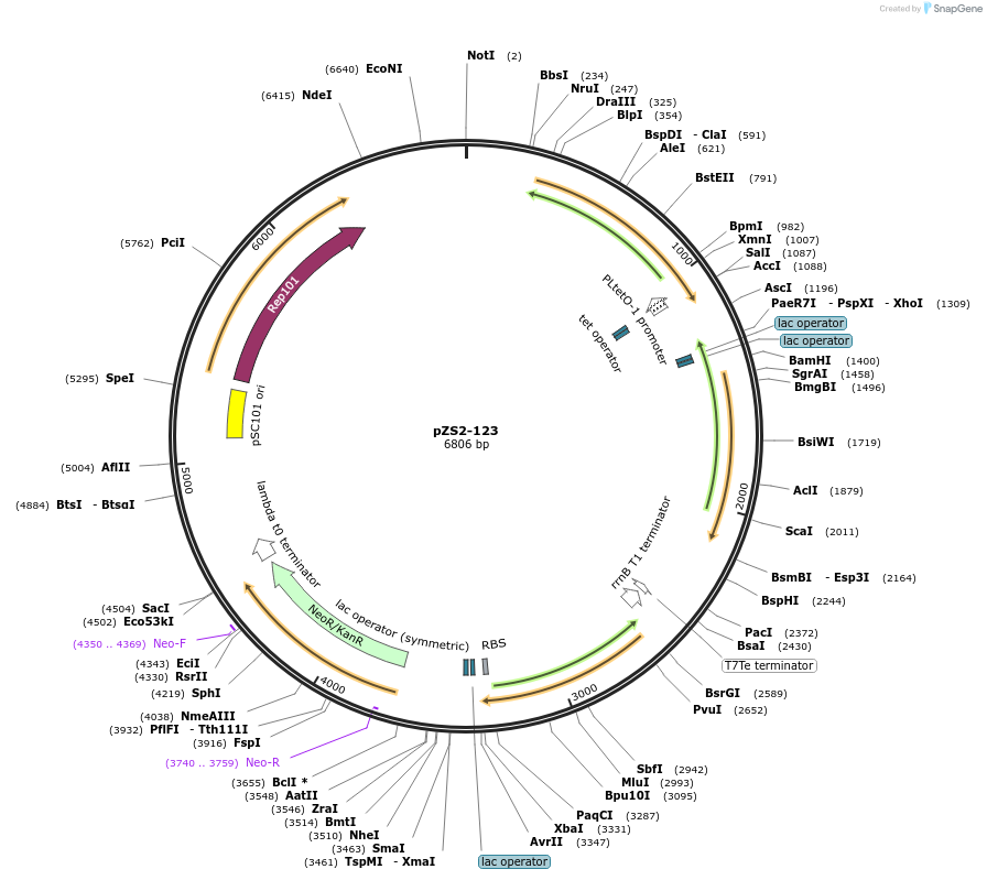 26598-plasmid-map-sequence-id-12603