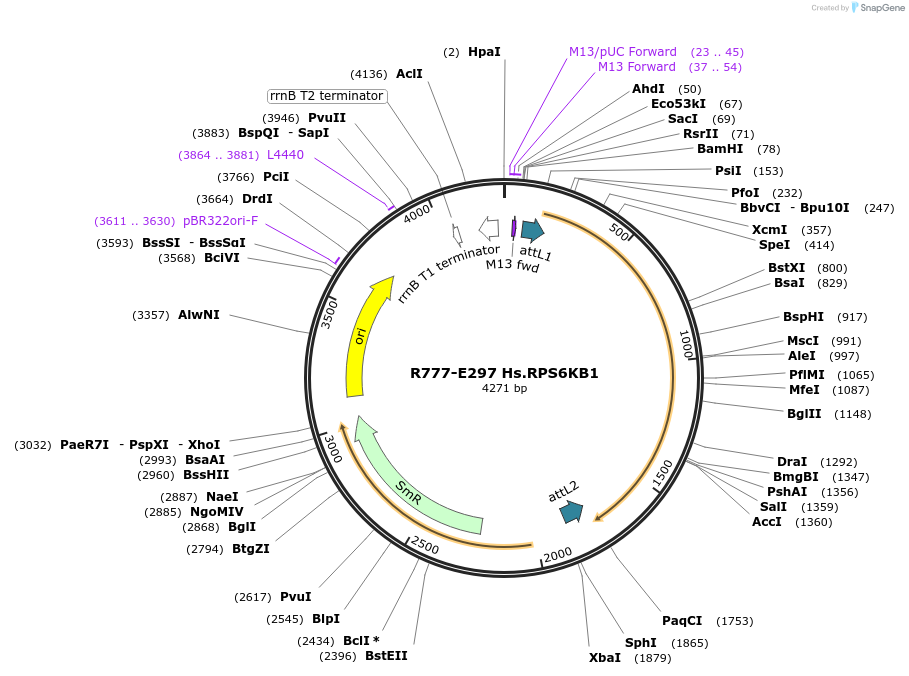 70581-plasmid-map-sequence-id-126030