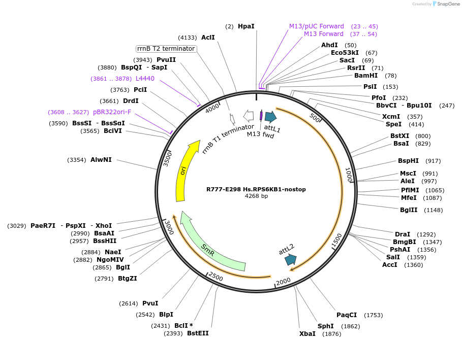 70582-plasmid-map-sequence-id-126031
