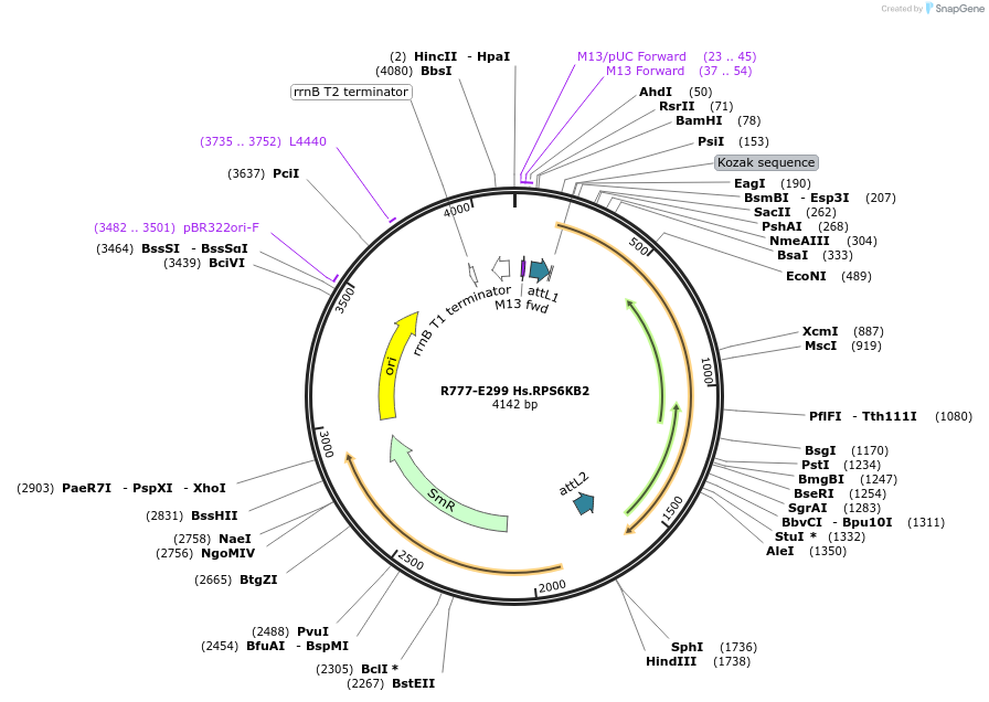 70583-plasmid-map-sequence-id-126032