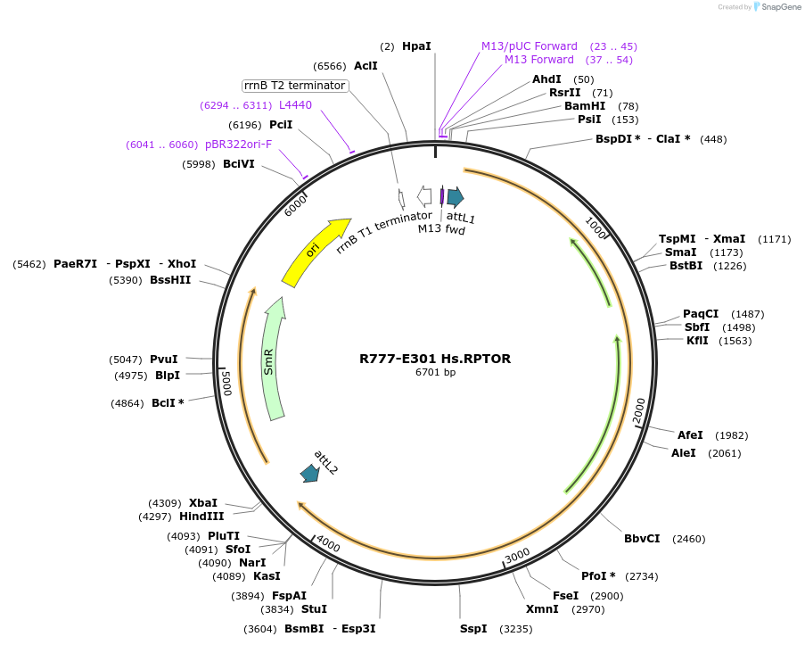 70585-plasmid-map-sequence-id-126034
