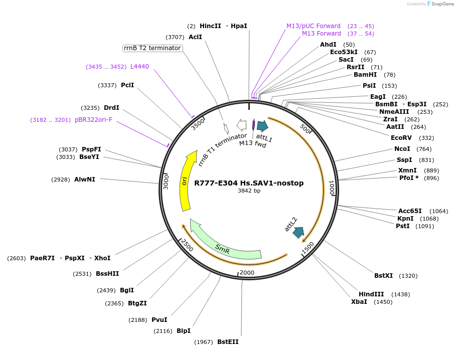 70588-plasmid-map-sequence-id-126037