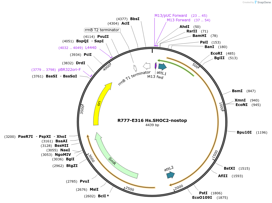 70600-plasmid-map-sequence-id-126049