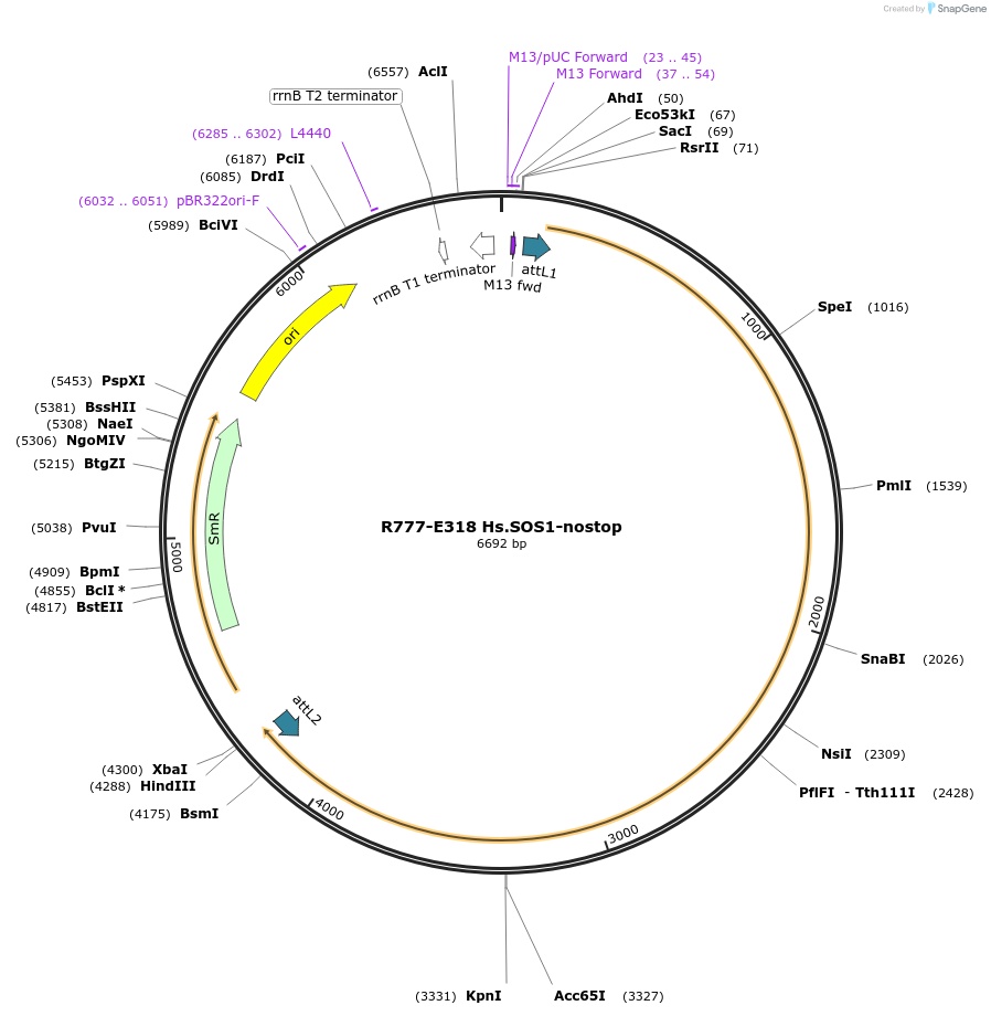 70602-plasmid-map-sequence-id-126051