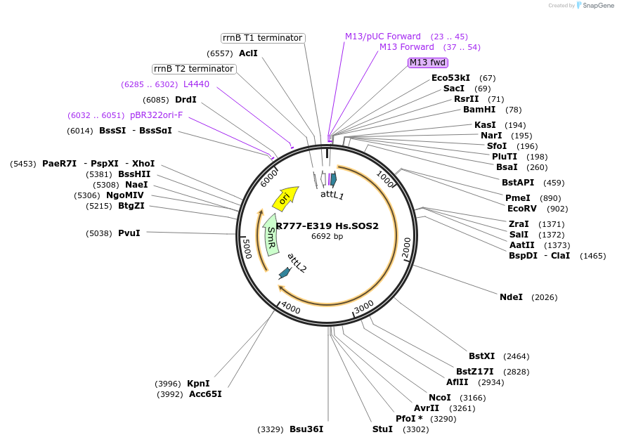 70603-plasmid-map-sequence-id-126052