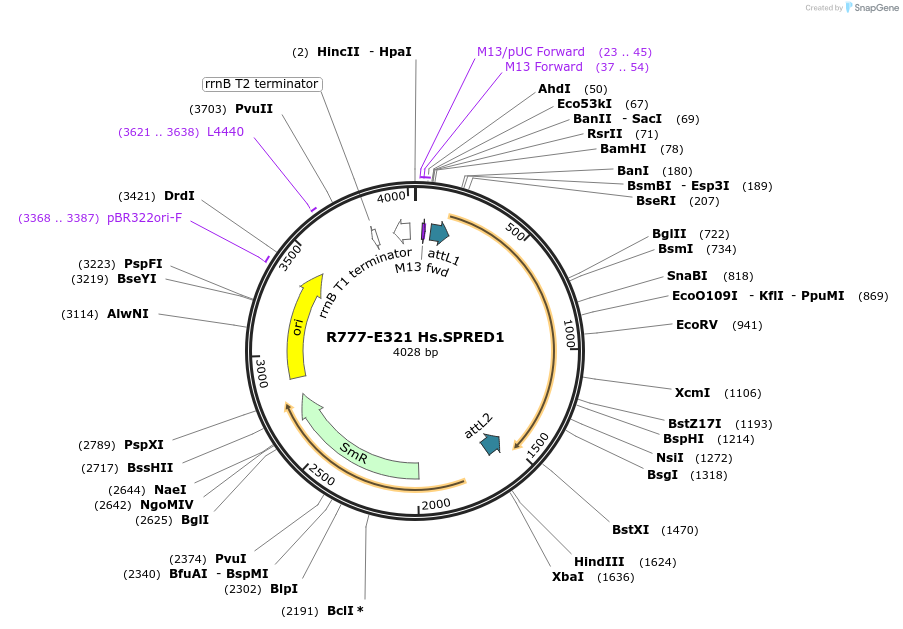 70605-plasmid-map-sequence-id-126054