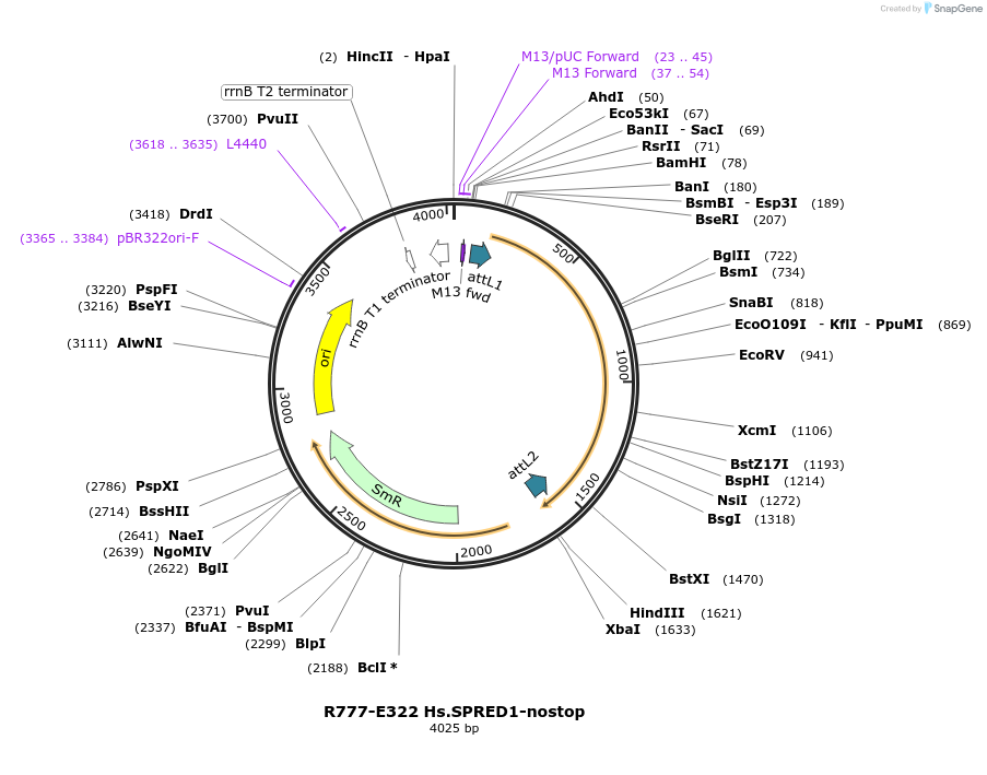 70606-plasmid-map-sequence-id-126055