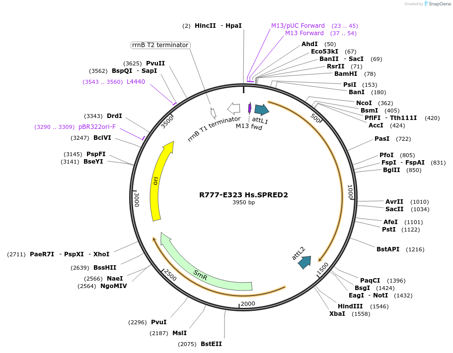 70607-plasmid-map-sequence-id-126056