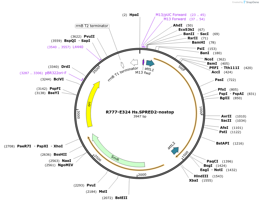 70608-plasmid-map-sequence-id-126057