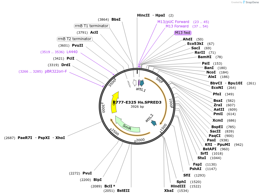 70609-plasmid-map-sequence-id-126058