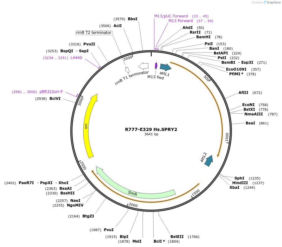 70613-plasmid-map-sequence-id-126062