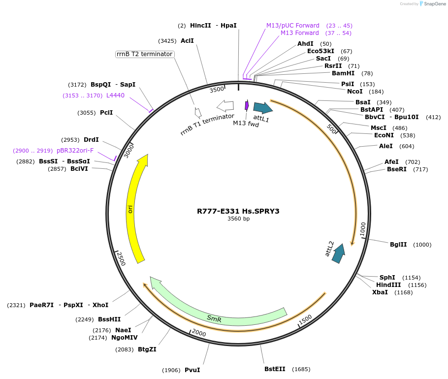 70615-plasmid-map-sequence-id-126064