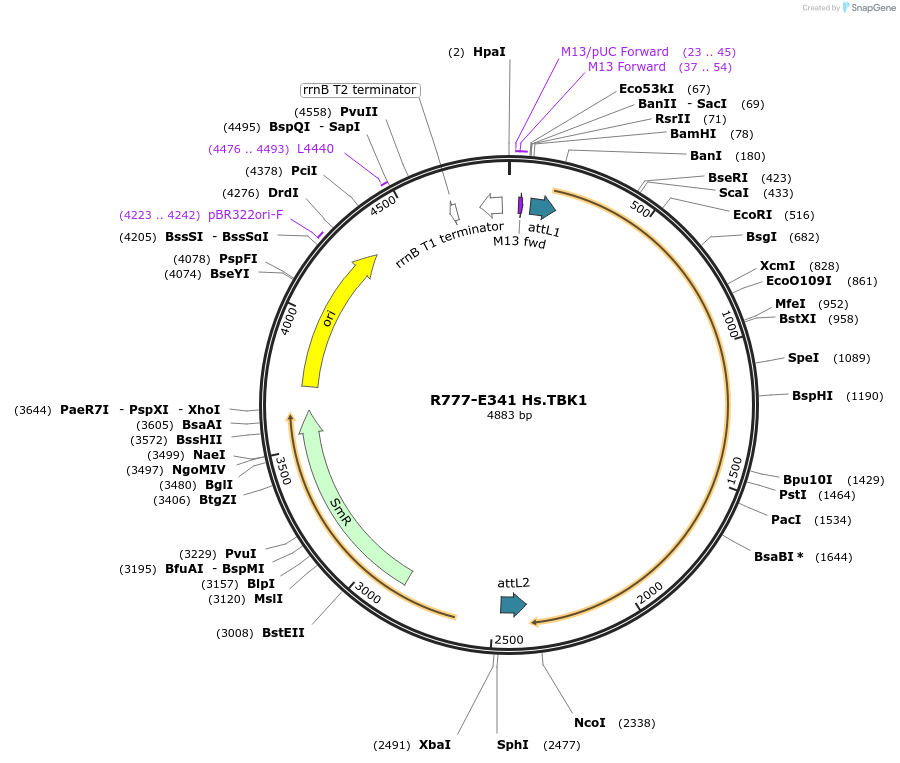 70625-plasmid-map-sequence-id-126074