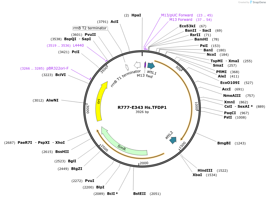 70627-plasmid-map-sequence-id-126076