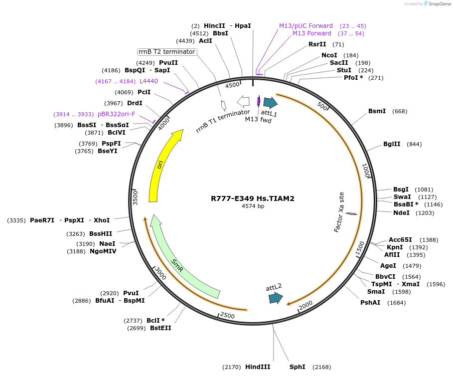 70633-plasmid-map-sequence-id-126082