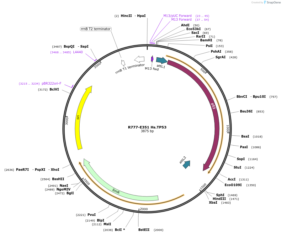 70635-plasmid-map-sequence-id-126084