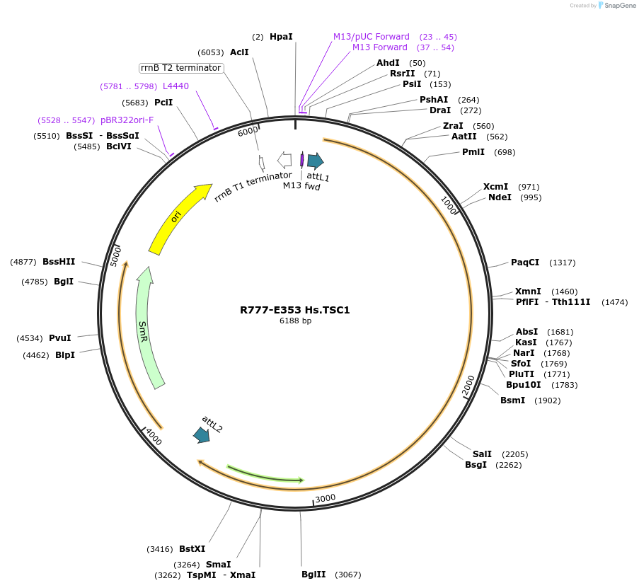70637-plasmid-map-sequence-id-126086