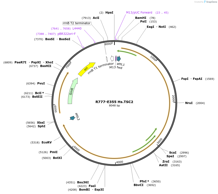 70639-plasmid-map-sequence-id-126088