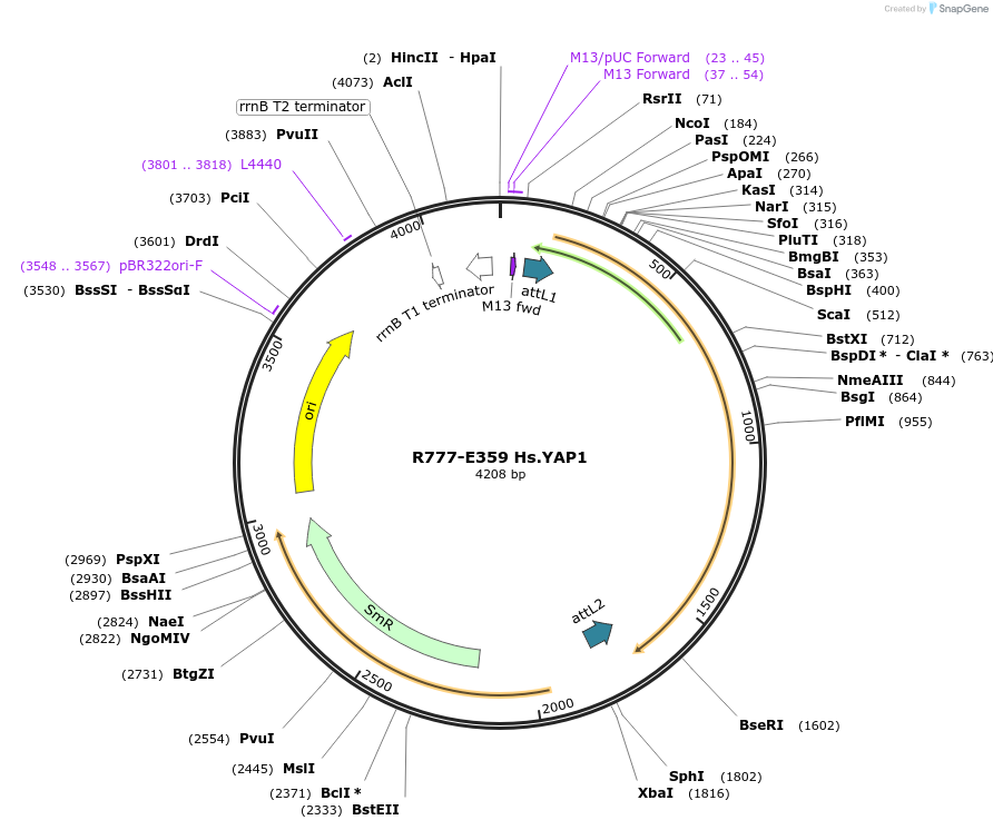 70643-plasmid-map-sequence-id-126092