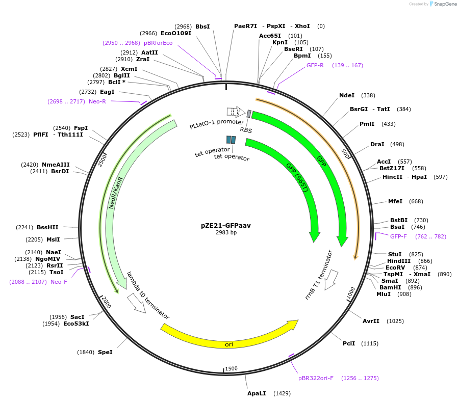 26643-plasmid-map-sequence-id-12613