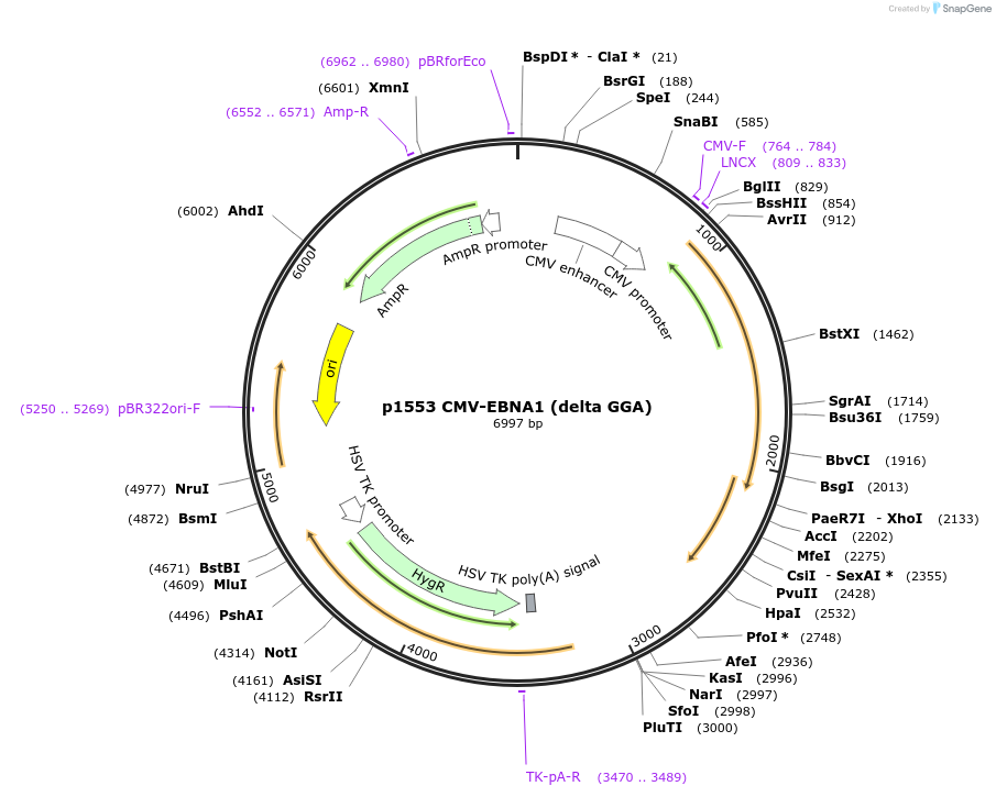 26648-plasmid-map-sequence-id-12614
