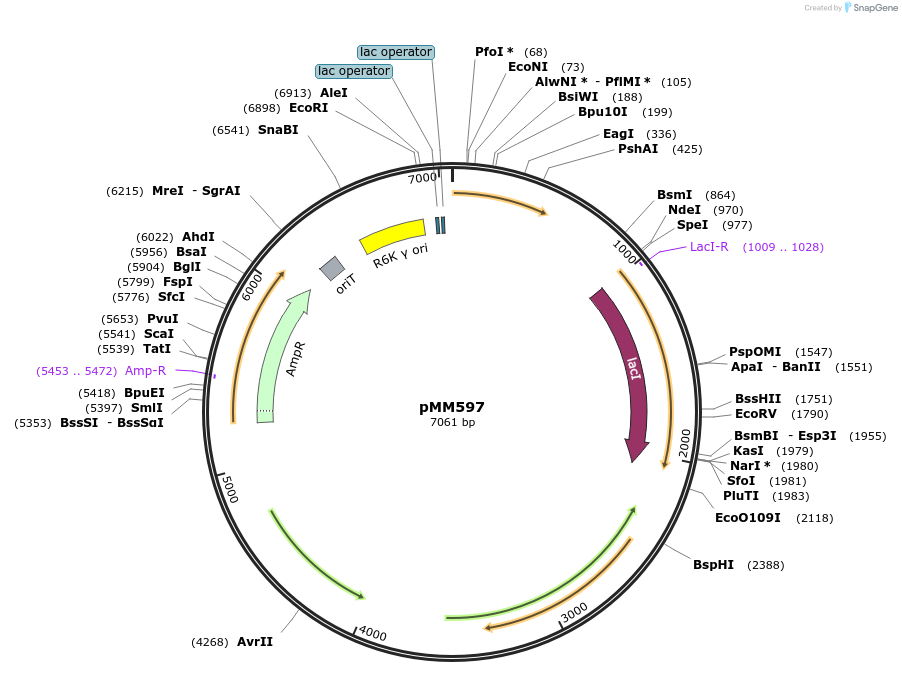 68886-plasmid-map-sequence-id-126144