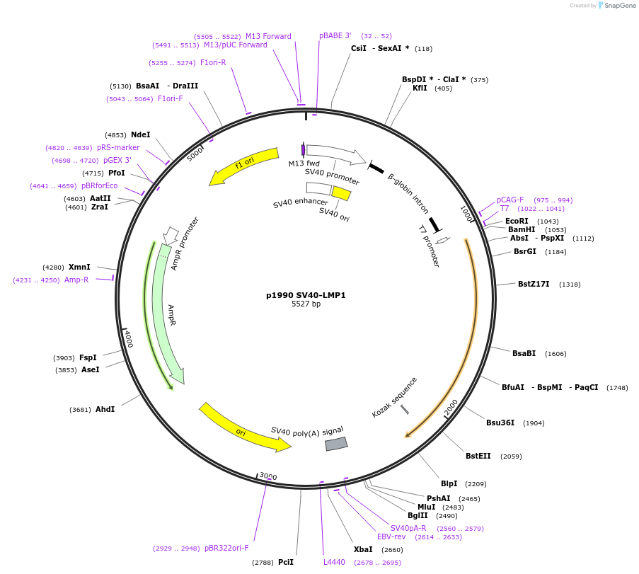 26654-plasmid-map-sequence-id-12615