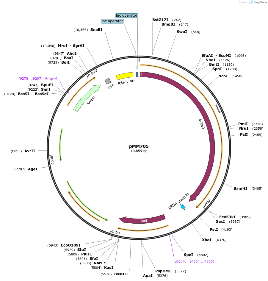 68892-plasmid-map-sequence-id-126161