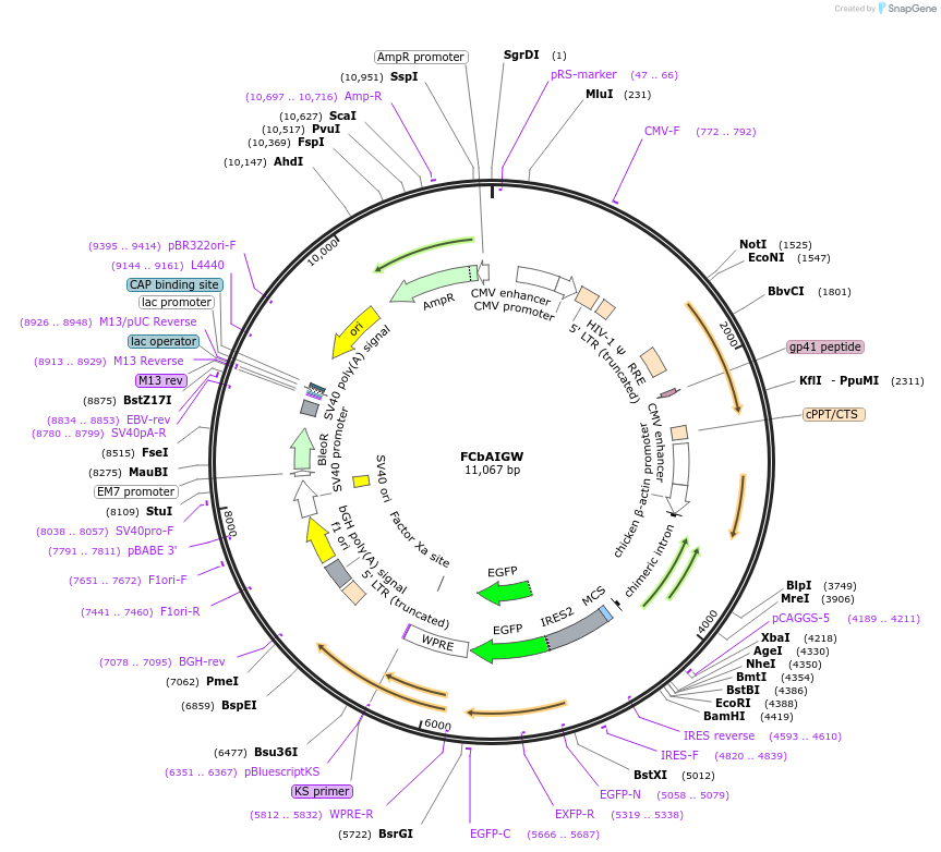 26669-plasmid-map-sequence-id-12617