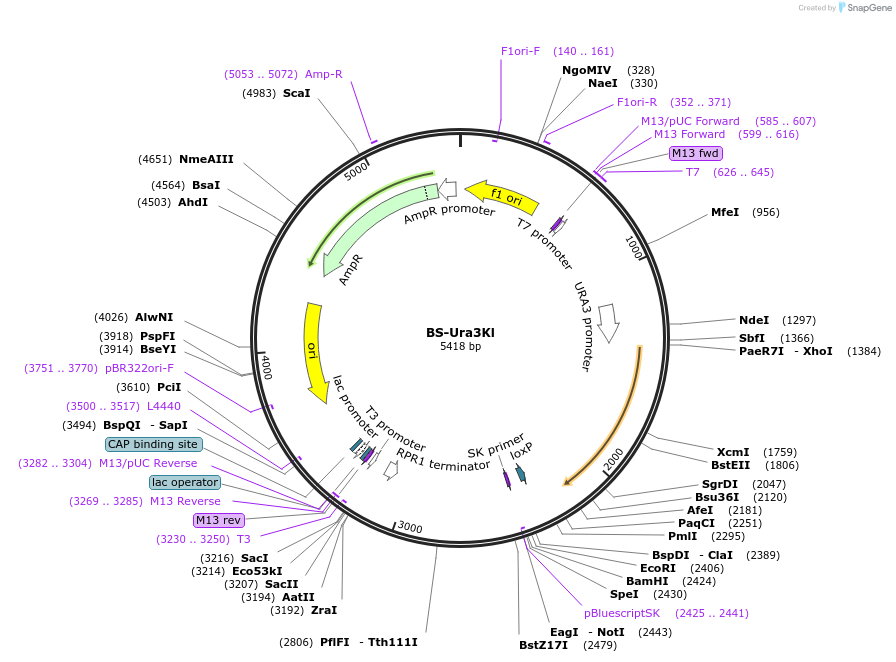 69195-plasmid-map-sequence-id-126257