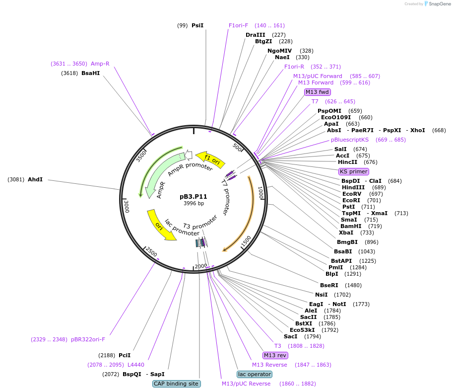 69577-plasmid-map-sequence-id-126279