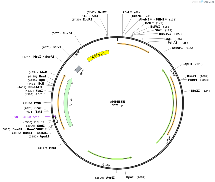 68880-plasmid-map-sequence-id-126296