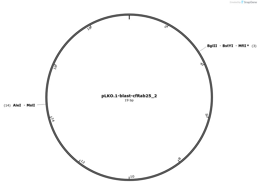 26711-plasmid-map-sequence-id-12632