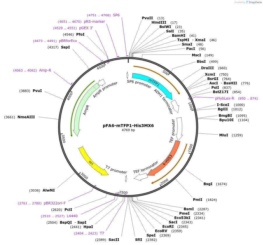 69850-plasmid-map-sequence-id-126357