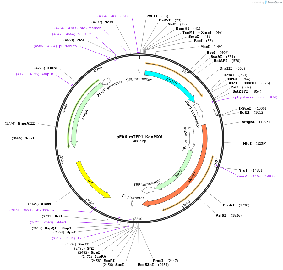 69851-plasmid-map-sequence-id-126361