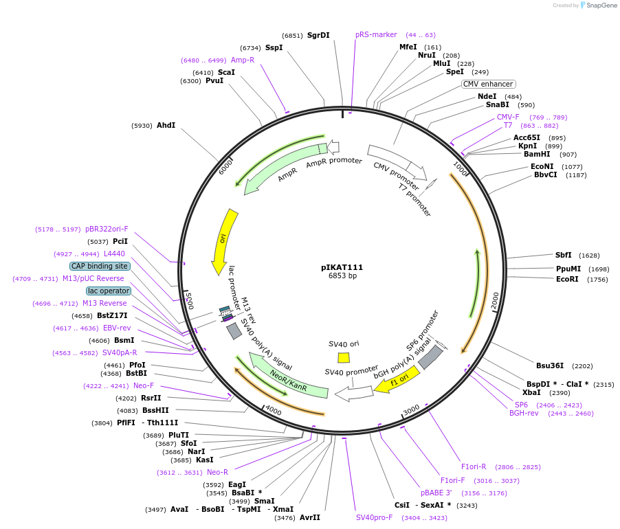 69996-plasmid-map-sequence-id-126365