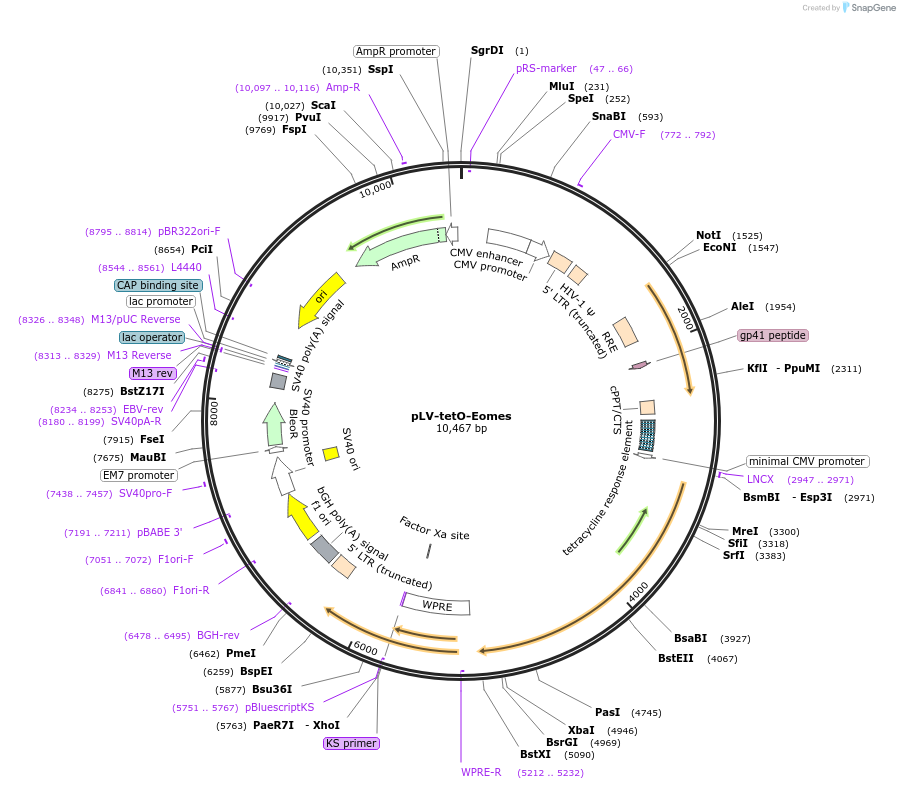 70271-plasmid-map-sequence-id-126368