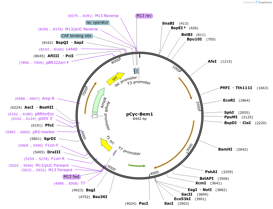 66573-plasmid-map-sequence-id-126394