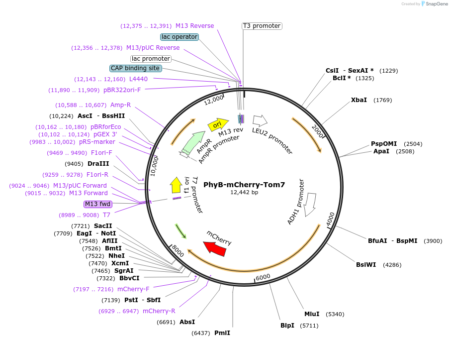 66571-plasmid-map-sequence-id-126395
