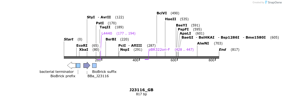 126405_map