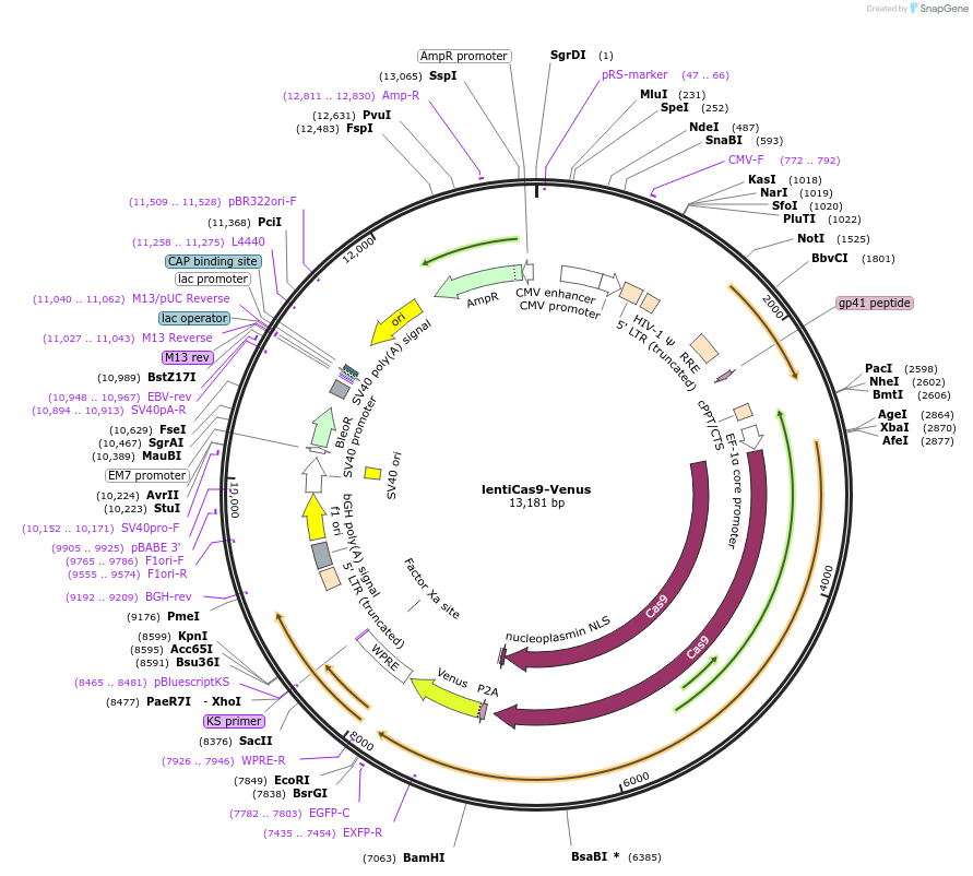 70267-plasmid-map-sequence-id-126420