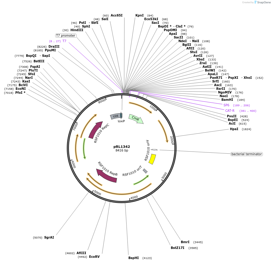 70691-plasmid-map-sequence-id-126468