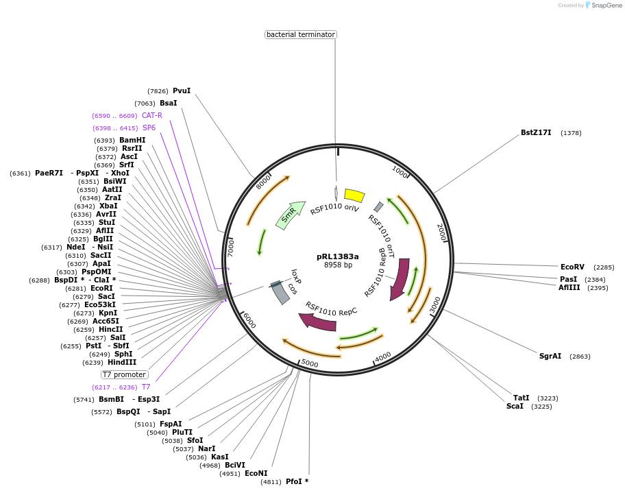 70692-plasmid-map-sequence-id-126476