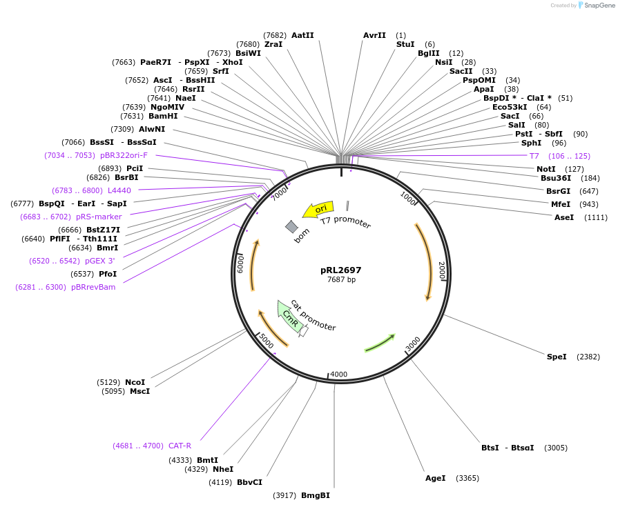 70693-plasmid-map-sequence-id-126481